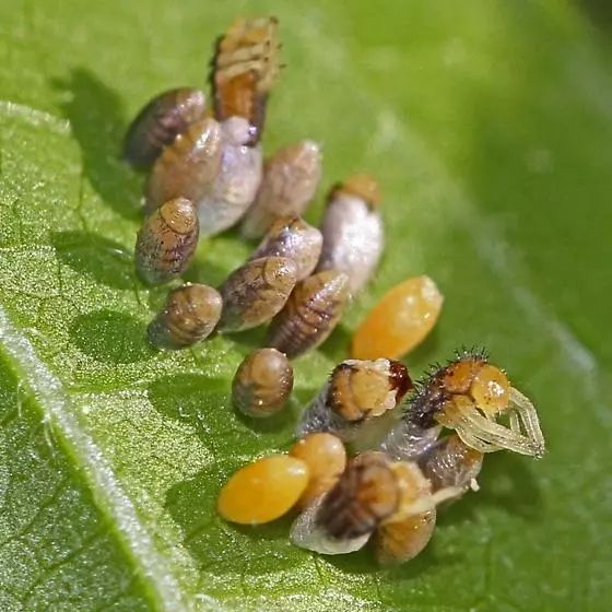 我不是害虫！灭虫高手还是入侵物种？五彩斑斓的异色瓢虫