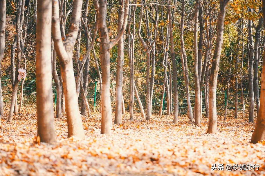 常熟网红美食盛宴,常熟网红枫林菜谱