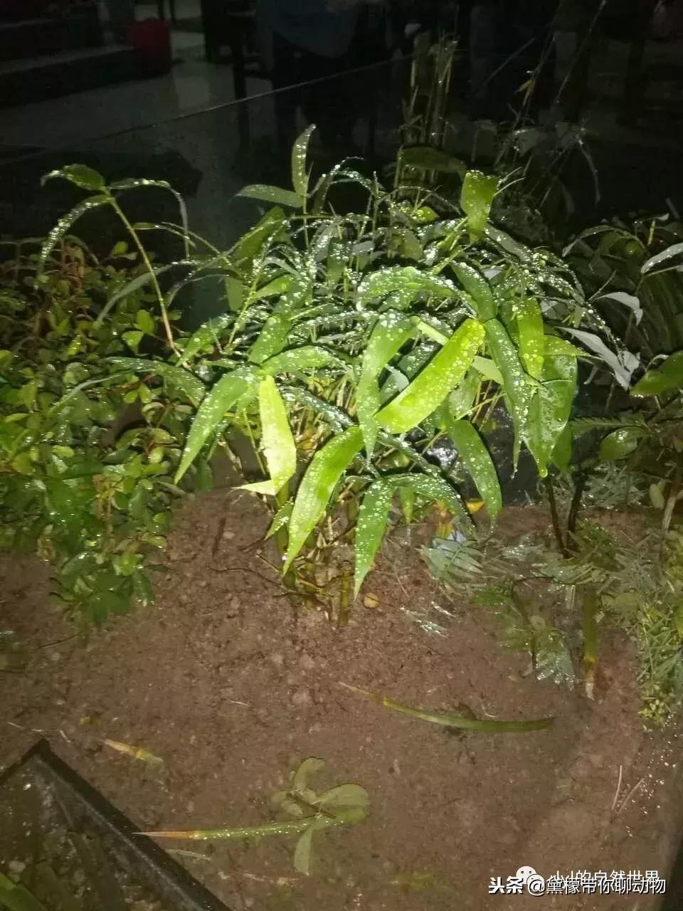 丛林造景黄缘龟池设计图大全,龟宝宝黄缘龟生态缸造景教程