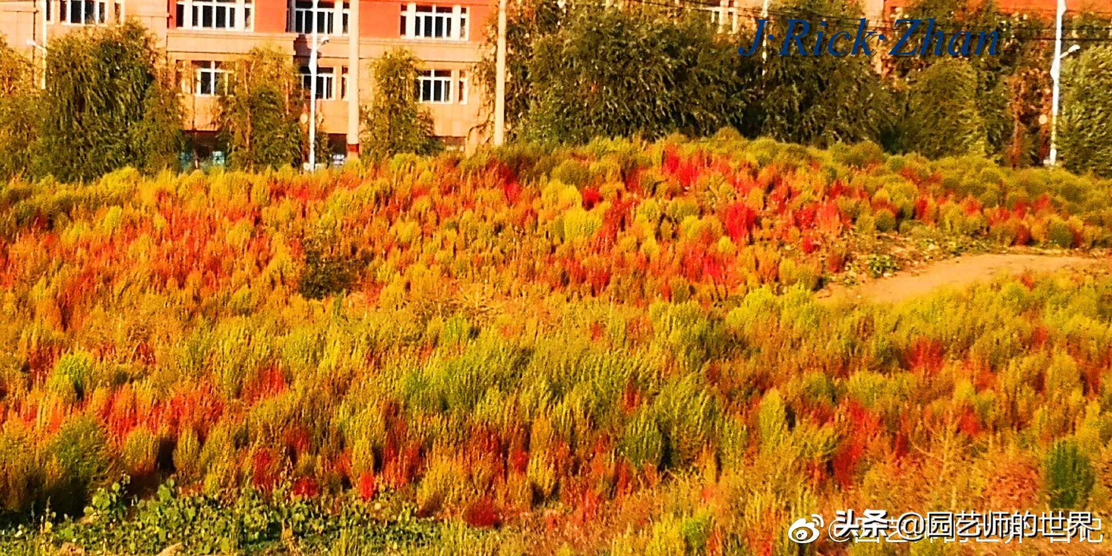 红色地肤草的种植方法,红地肤怎么养