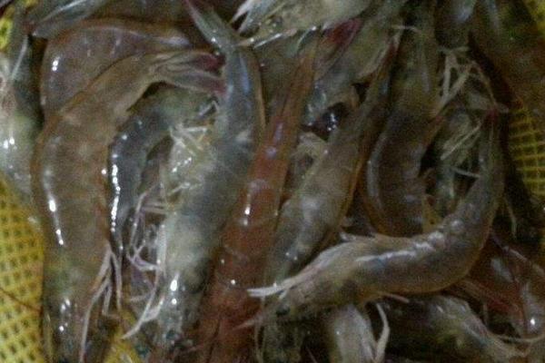 河虾的种类名称和价格,河虾和海虾的种类