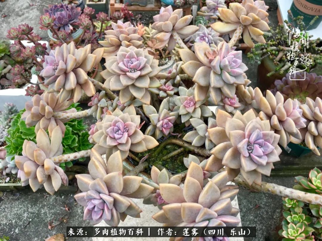 治愈系多肉精灵,初冬携一抹暖阳与多肉相伴