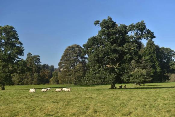 英国伦敦50亩的庄园别墅出售,英国300亩庄园出售