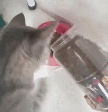 猫咪绝育为什么会发胖,猫咪是不是绝育就会变胖