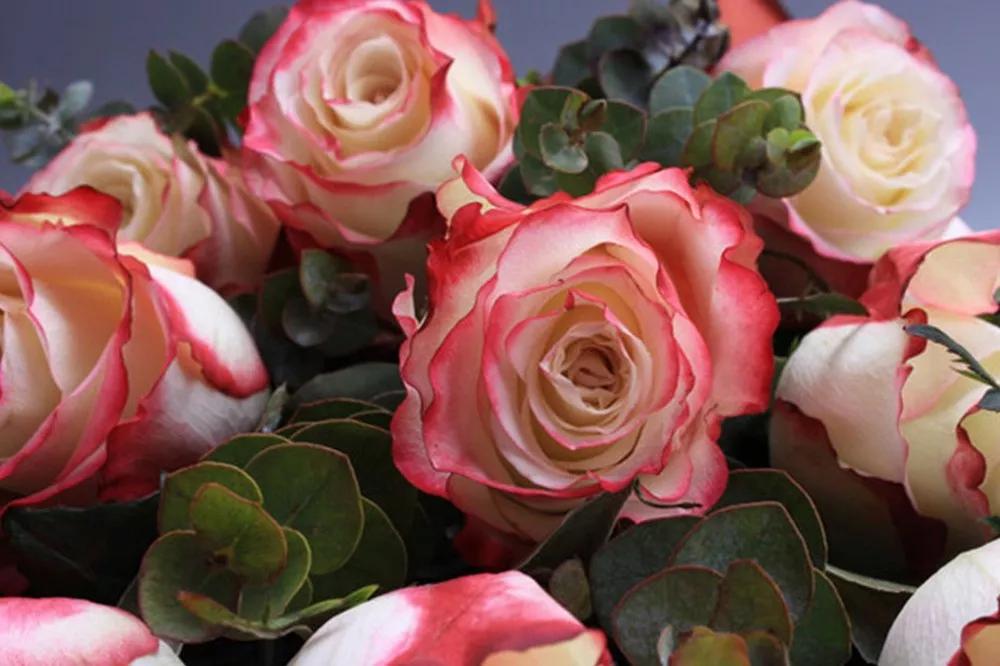 花店常用玫瑰花品种大全,一篇文章带你认识三亚40种花