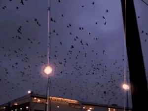 乌鸦死后，为什么周围会聚集一群活着的乌鸦？难道乌鸦也办葬礼？