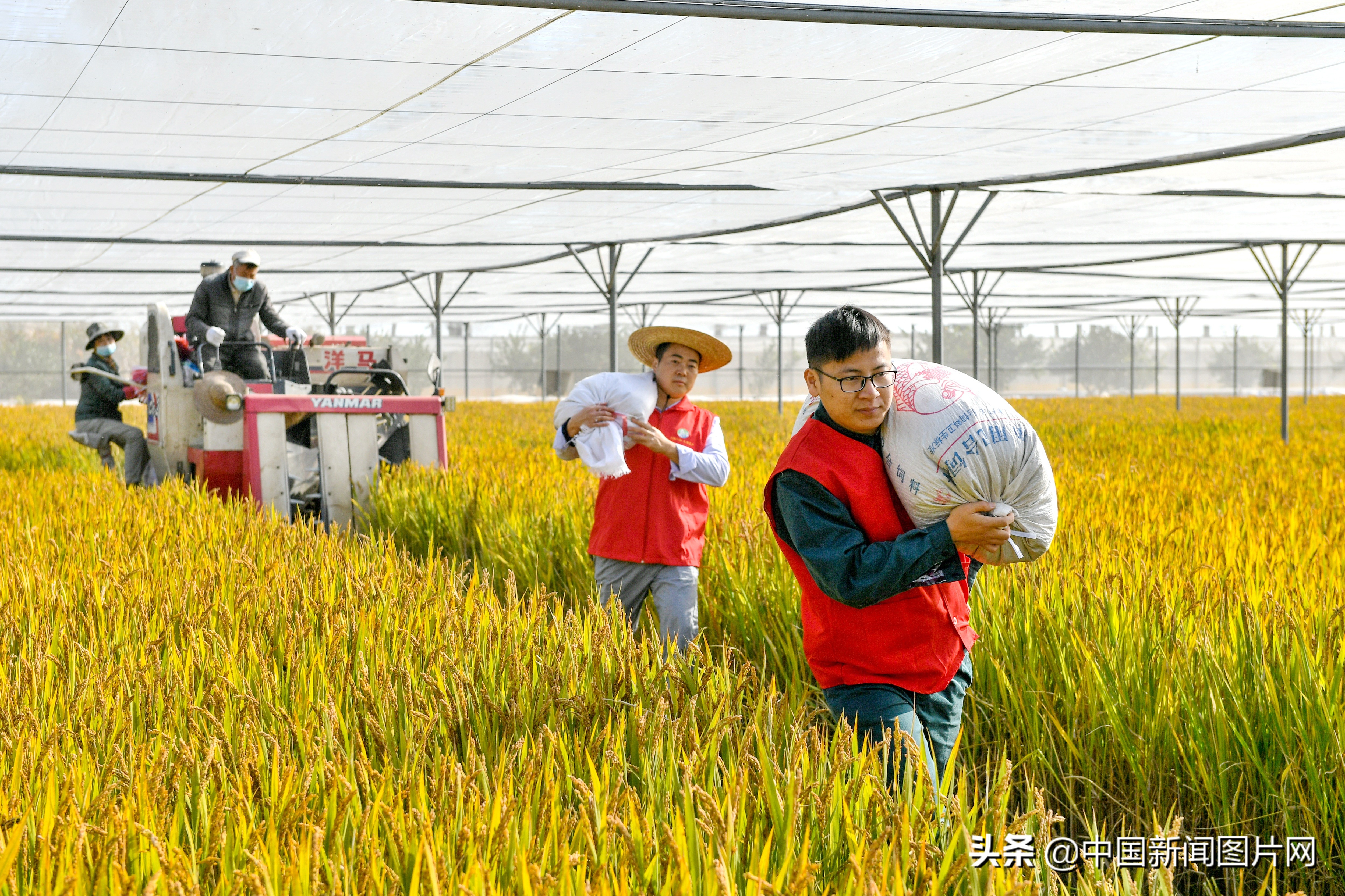 1000亩水稻一年纯利润,长兴百亩吊瓜收入