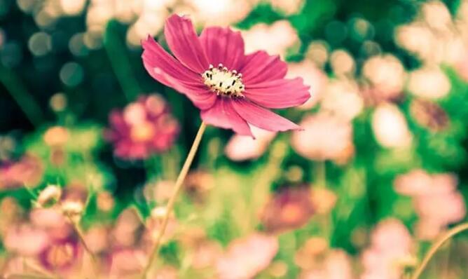 宿迁市儿童医院王晓红主任：预防儿童性早熟，莫让“花儿”过早开放