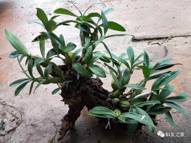 石斛兰用苔藓包着水培不烂根吗,石斛兰花烂根要怎么挽救