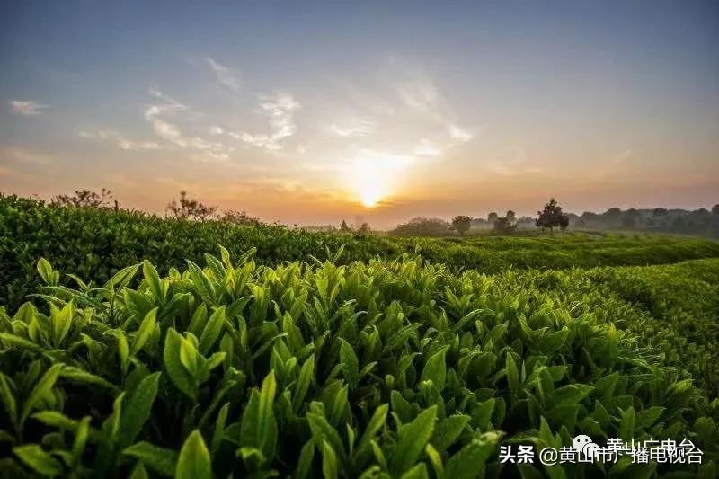 谢裕大百年老字号,谢裕大新品
