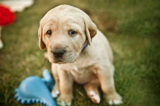 发现狗狗中毒怎么办,狗狗如果中毒第一时间怎么抢救