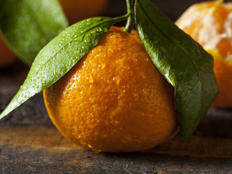 沃柑品种怎么样,沃柑种植前景怎么样了