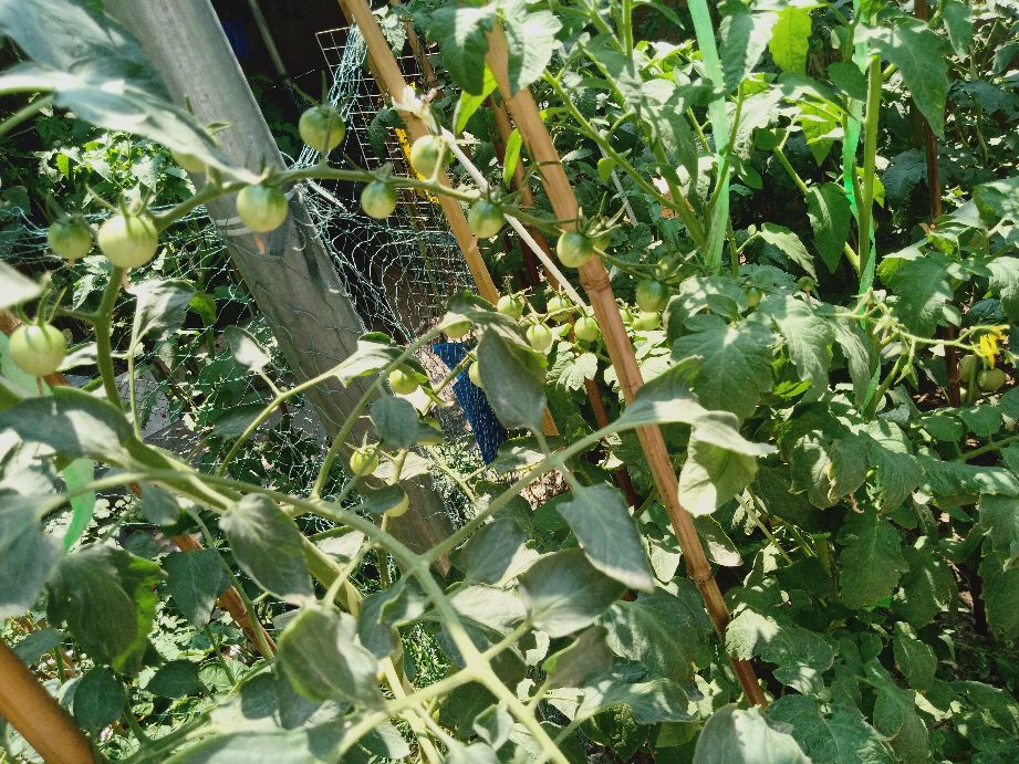 樱桃番茄最好的颜色,樱桃番茄挑选