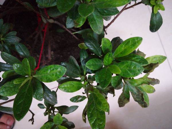 四季杜鹃花黑斑病和叶斑病,己唑多菌灵对杜鹃花叶斑病有效吗