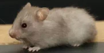 仓鼠种类大仓鼠,仓鼠的详细资料仓鼠的种类