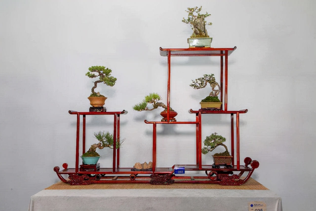 看盆景展里赏心悦目的盆景 (家有盆景茶余饭后赏心悦目)