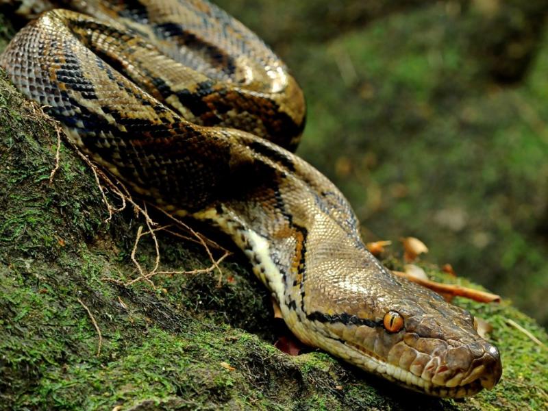 猪是蛇的克星图片,猪跟蛇谁最历害