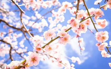 治疗花粉症小妙招,一招解决花粉症