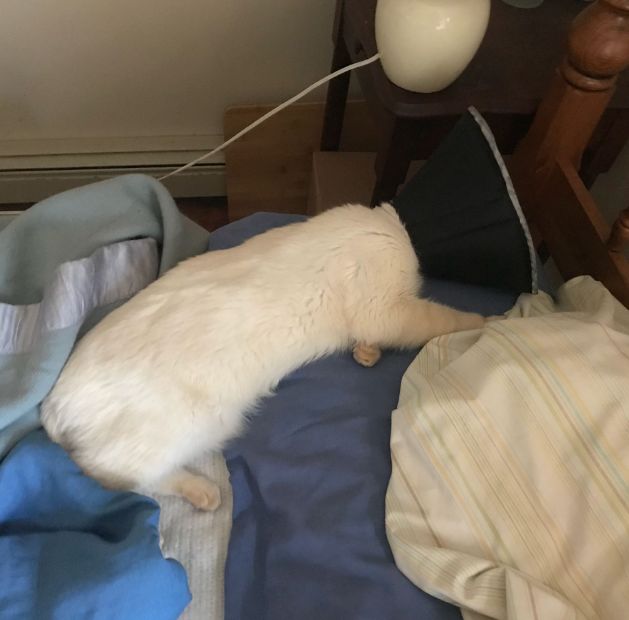 猫咪疯狂啃咬尾巴至出血，诊断后竟是得了抑郁症…