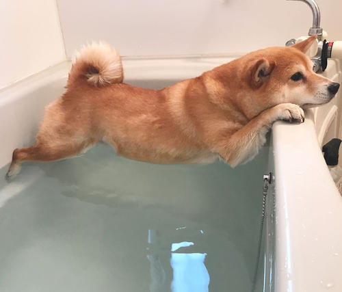 狗狗例假不流血怎么办,狗狗例假清洁