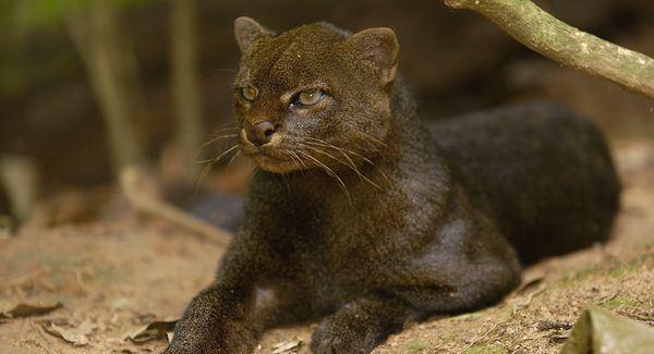 十大最凶悍的猫科排行榜,十大最稀有野猫