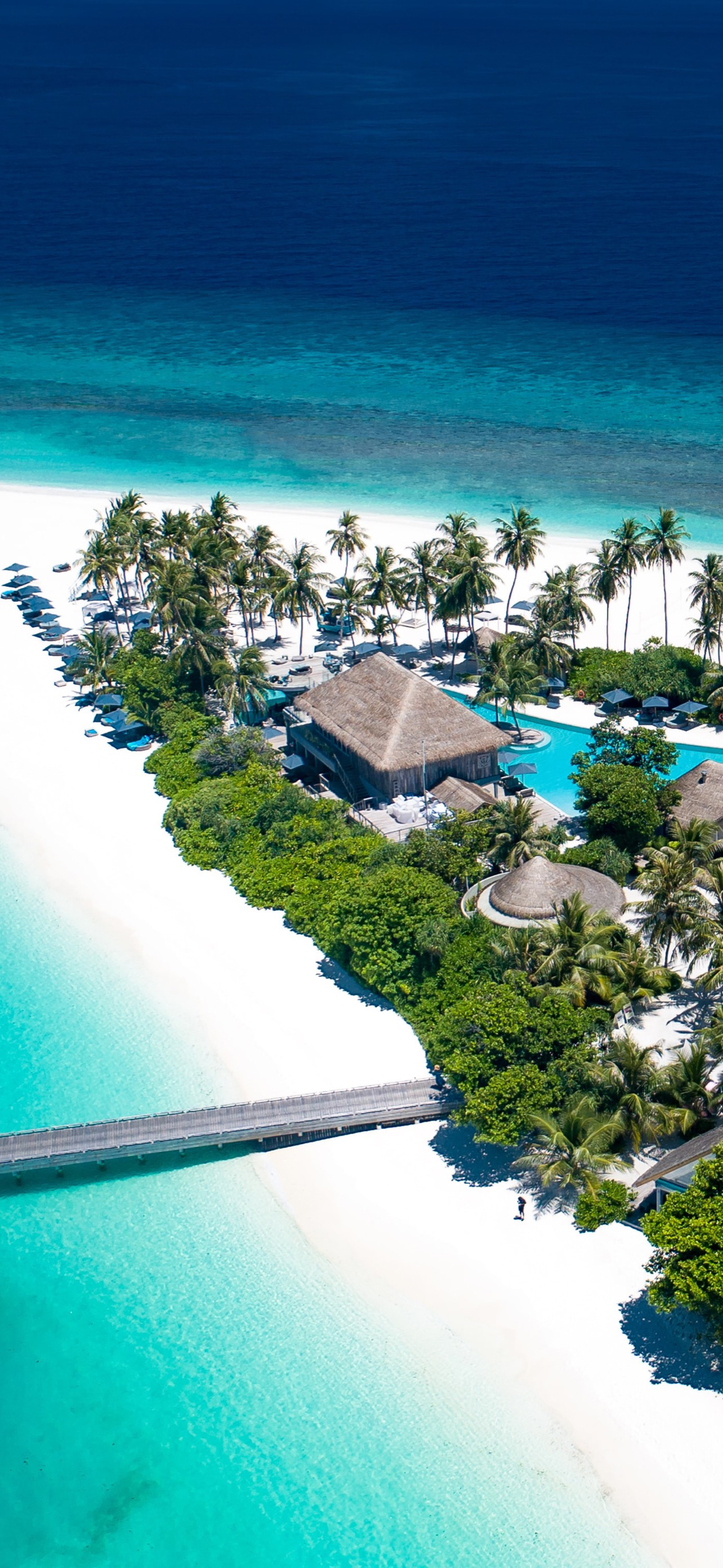 蓝天大海沙滩椰树图片高清壁纸,太阳蓝天大海海鸥的壁纸