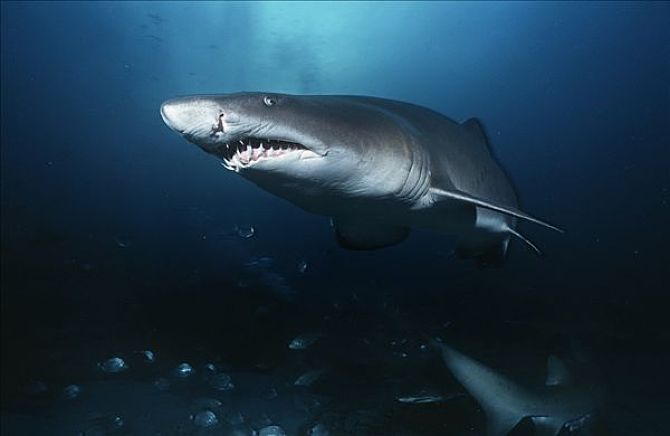 鲨鱼的种类及名称视频,鲨鱼的种类和生活习性