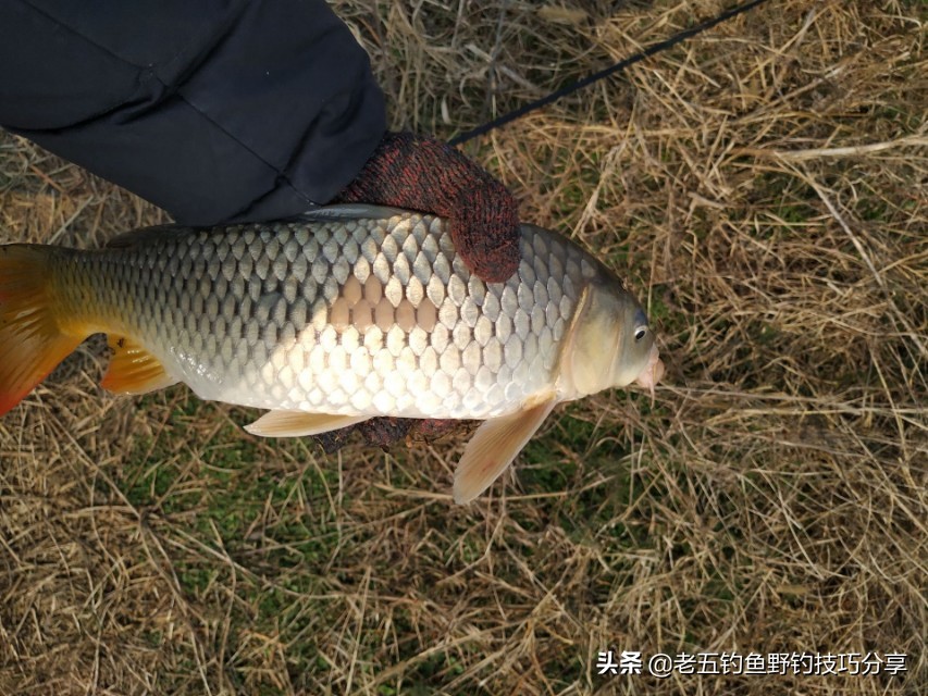 鲤鱼很难钓吗视频,鲤鱼最难的做法