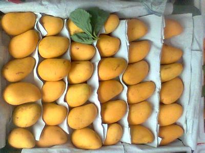 三种芒果最便宜,买芒果的正确方法