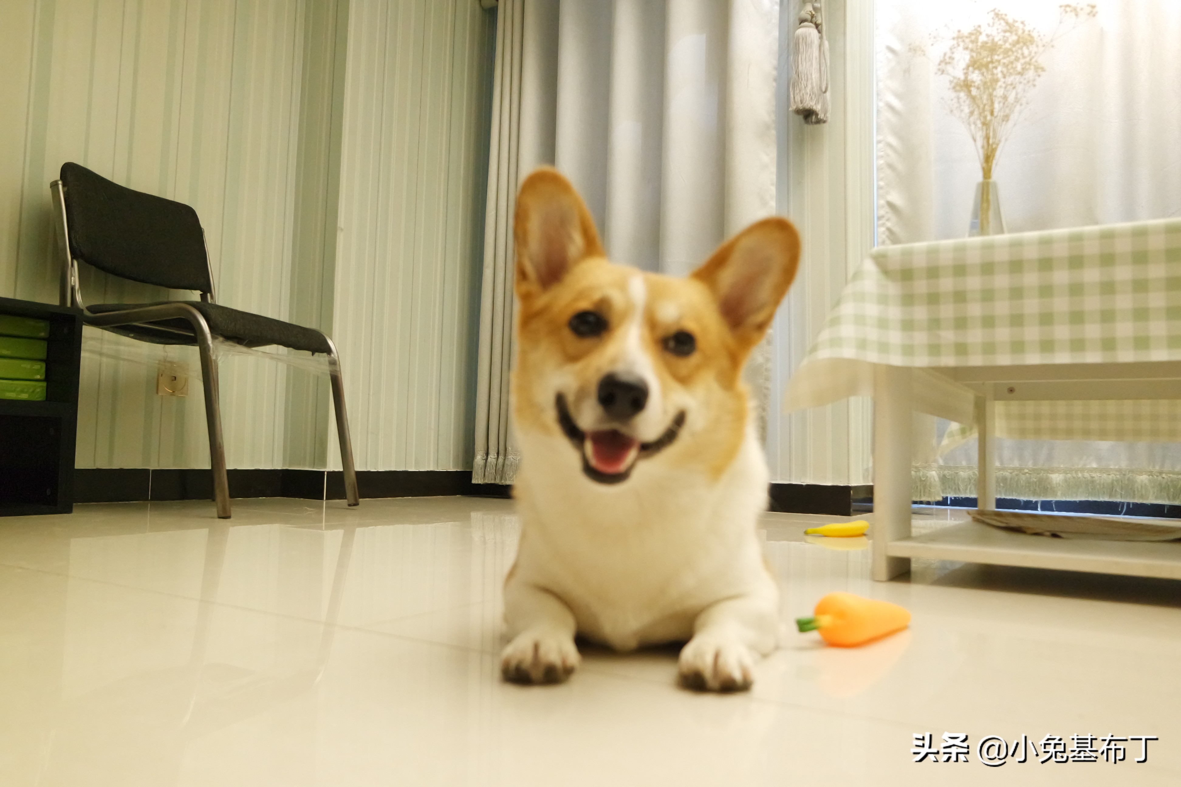 狗狗脚趾炎不让上药怎么办,狗狗脚趾炎的治疗方法