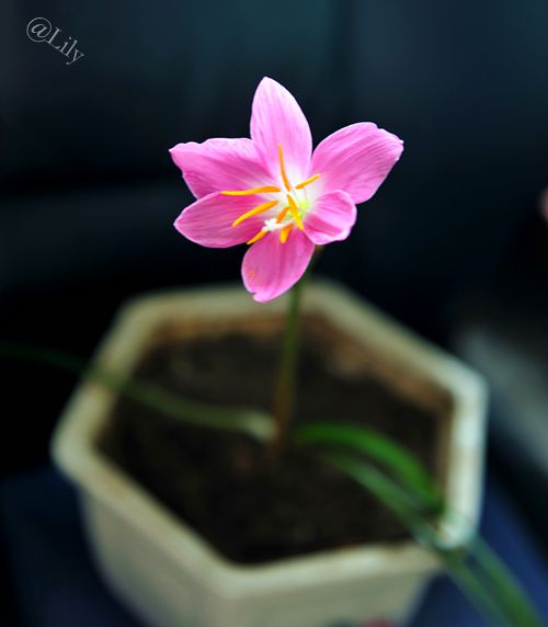 春暖花开原创的声音,倾听花开的声音