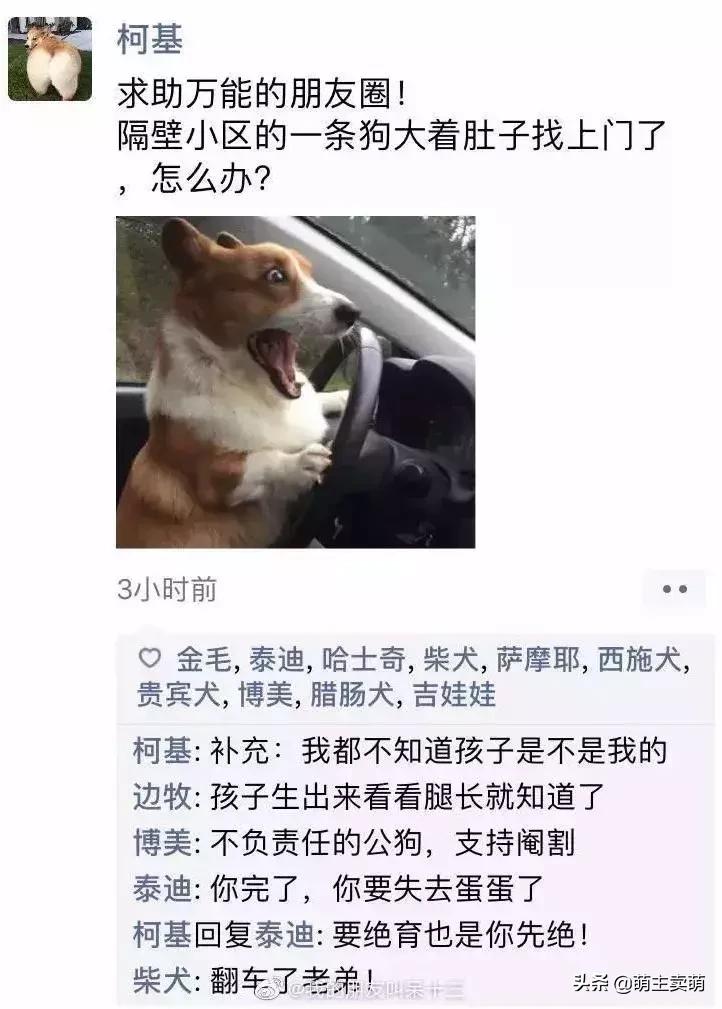 狗狗如何拟人化,狗行为拟人化