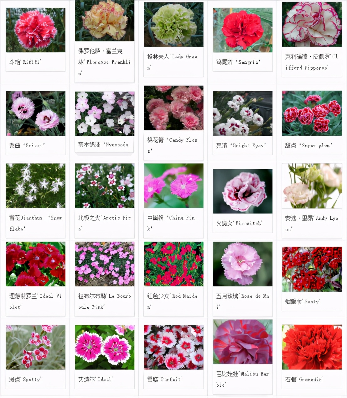 你准备好了吗幼儿版,你的康乃馨准备好了吗