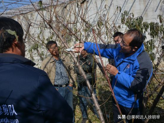 又到了一年的种植桃树的季节,一年桃树5月份修剪的正确方法