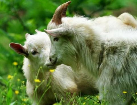 山羊养殖：不同类别的饲养管理，种公羊的管理要注重劳逸结合