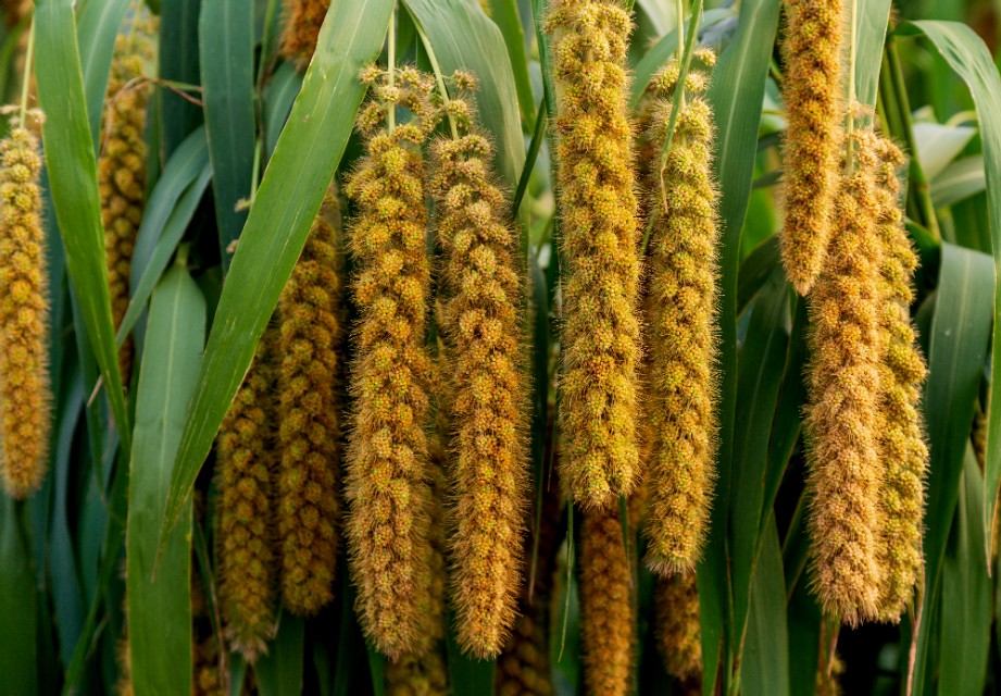 小米的故事,小米的故事系列全套