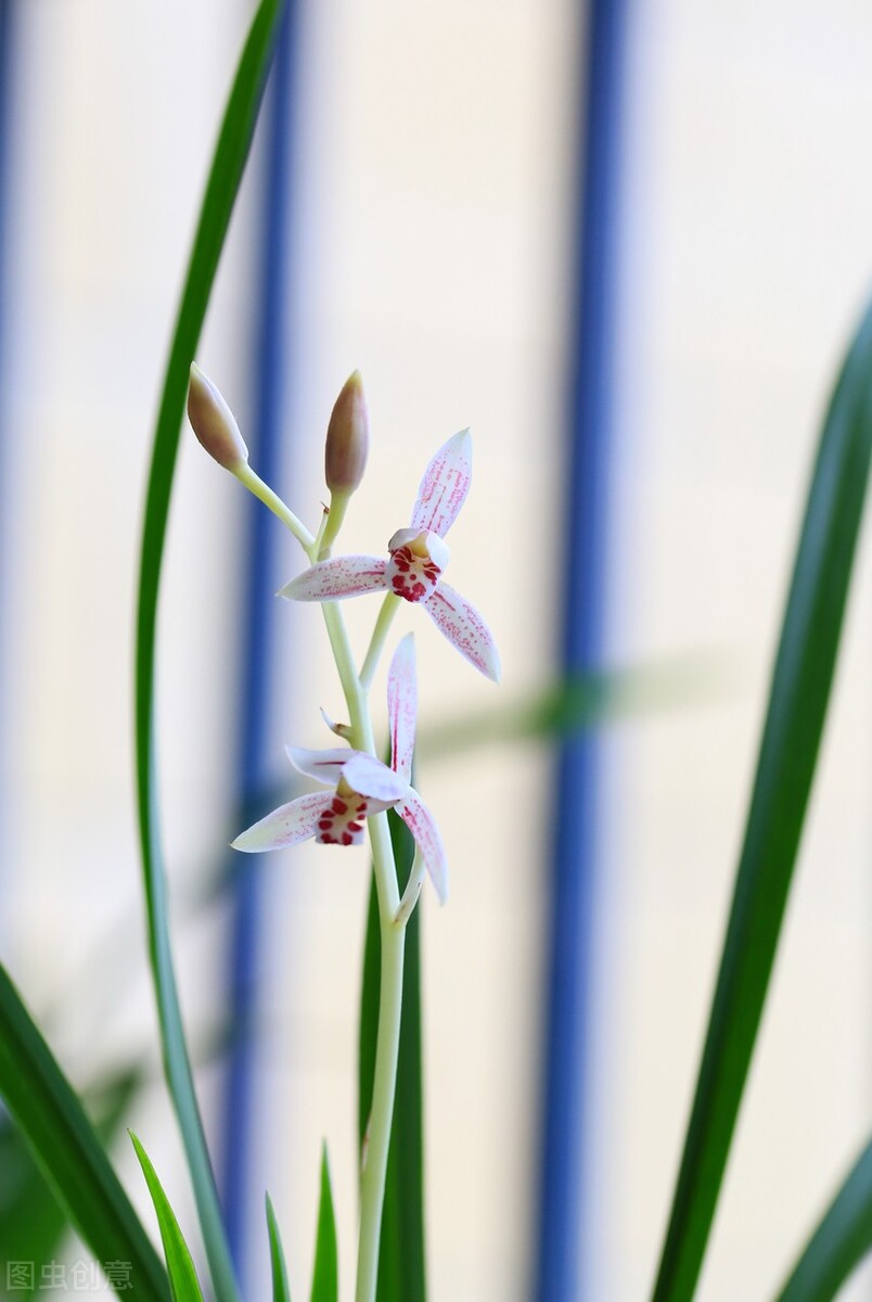 北京地区建兰几月施磷钾肥催花,建兰怎样才能开花5个诀窍