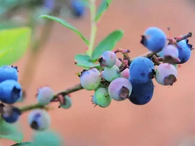 昆明石林景区值得去吗,昆明石林精华景点