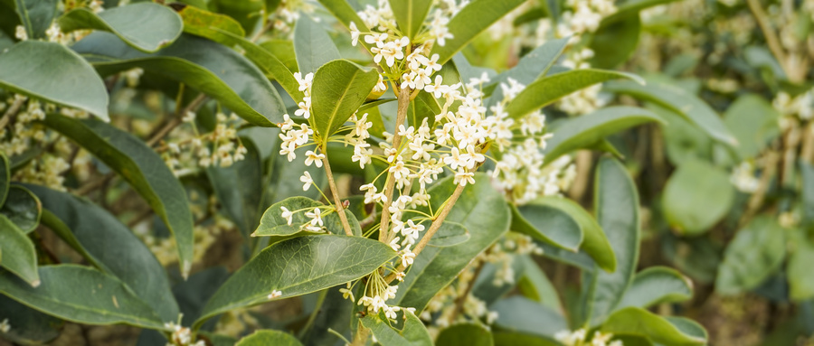 苗木行情分析及前景,苗木回暖了吗