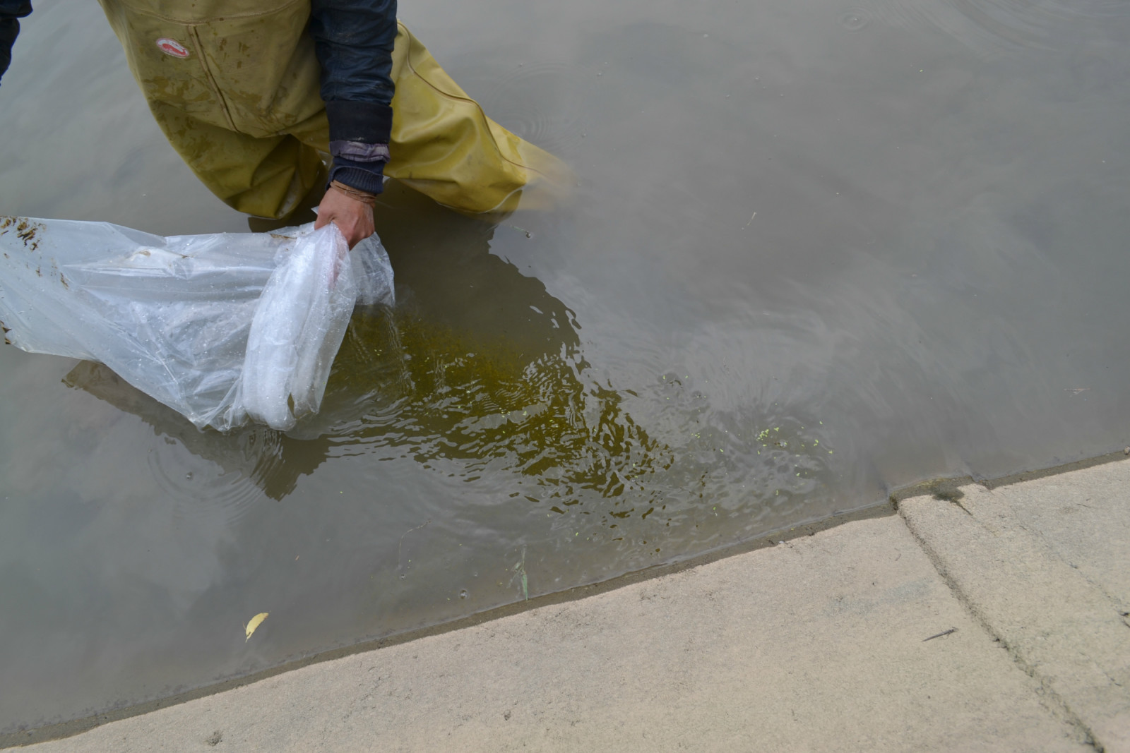 锦鲤池养殖方法图解,锦鲤繁殖全过程纪录片