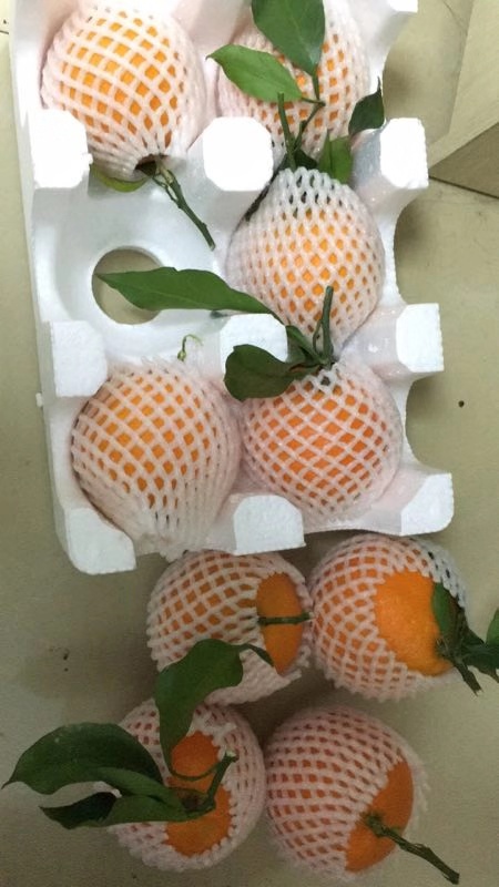 橙子有公母之分怎样挑选,橙子分类视频