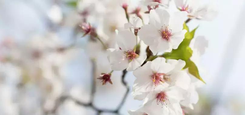 西安市青龙寺赏樱,西安赏樱花攻略