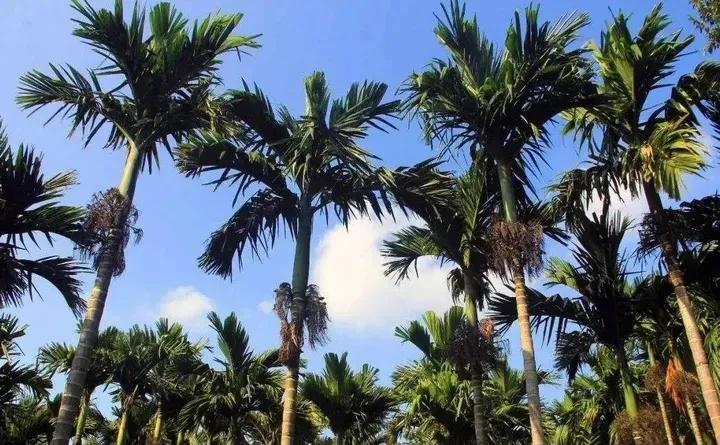 和你讲一讲海南槟榔“尴尬”的趣事