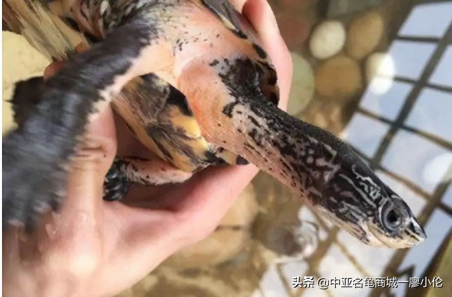 龟市发展史07:被高度爆炒的黑颈龟为何炒爆了?
