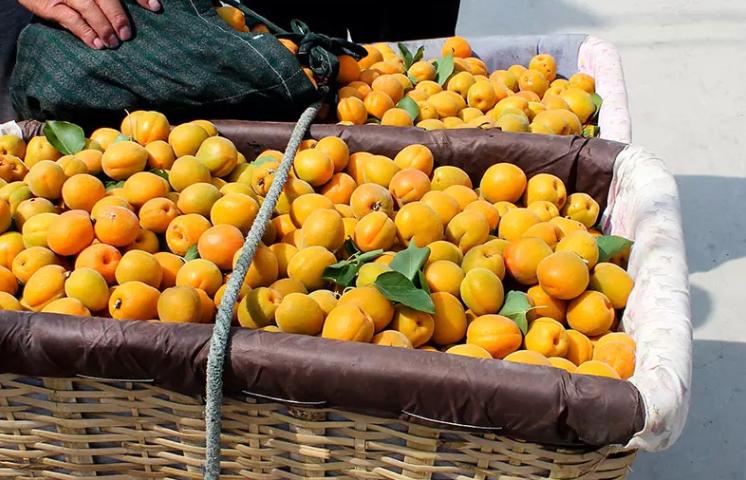 陕西金太阳新鲜杏子,陕西金太阳酸杏子