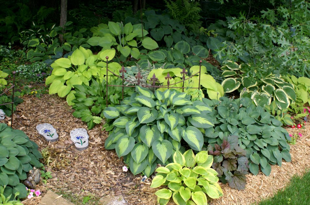 这8种花你不要乱浇水,新手种花品种推荐