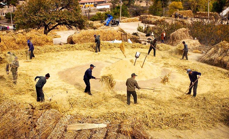 李子柒被造过哪些谣言,李子柒被写入小学语文试卷引争议