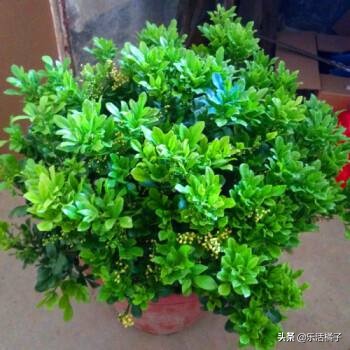 四季开花米兰盆栽,阳台如何盆栽米兰花