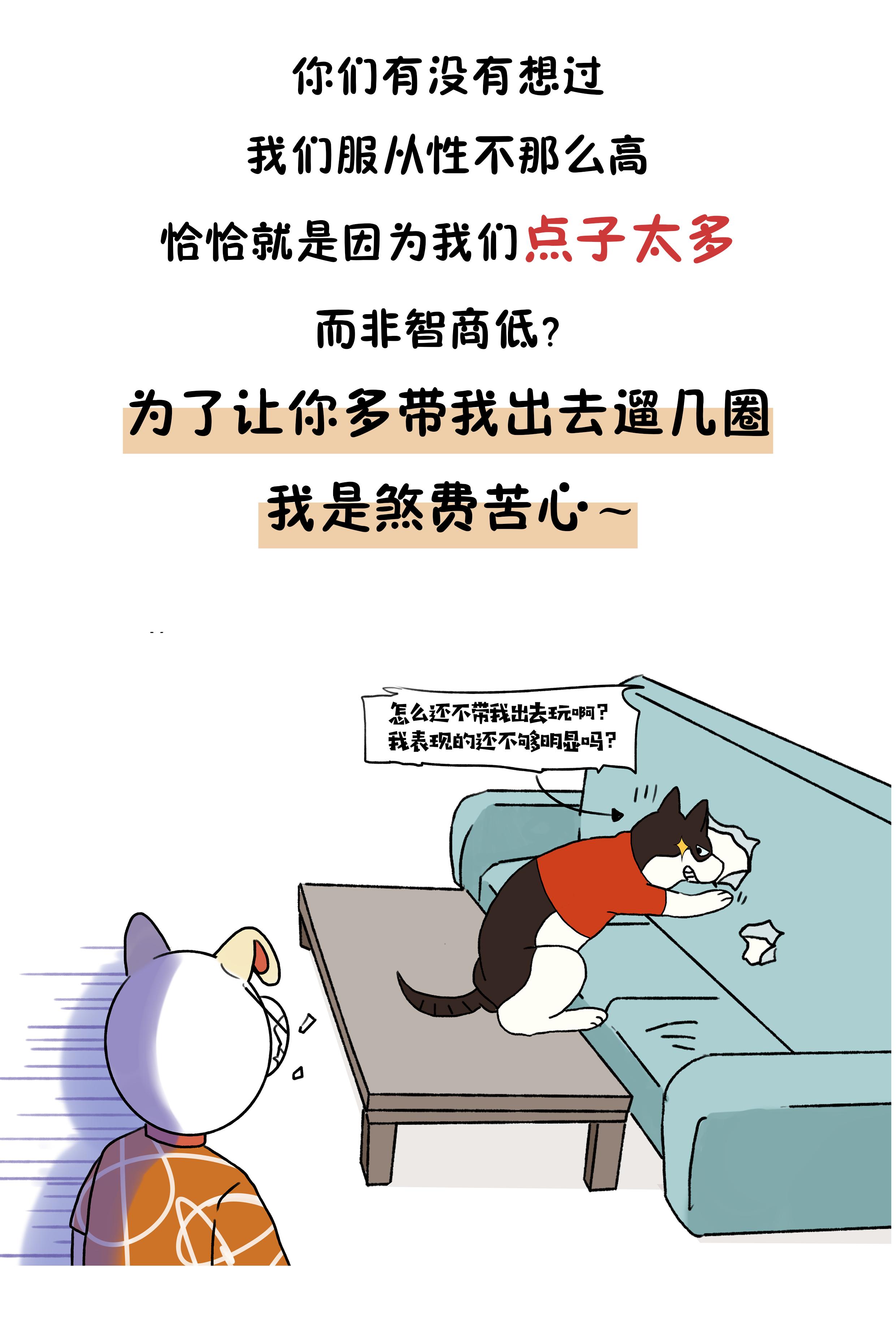 作为狗界泥石流,哈士奇当真这么笨?辟谣:服从性不等于智商