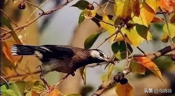 看图识鸟图片及答案,看图识鸟软件哪个好用